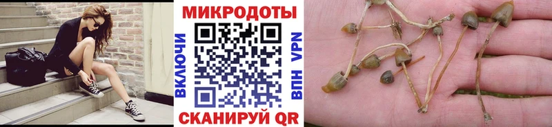 где найти наркотики  Чишмы  Галлюциногенные грибы Psilocybe 